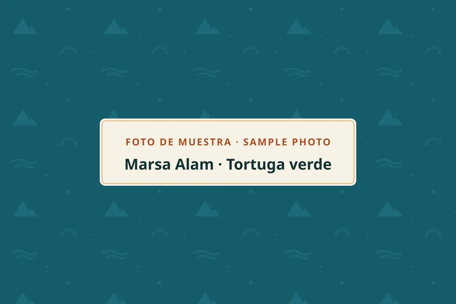 Foto de muestra: tortuga verde en una pradera marina