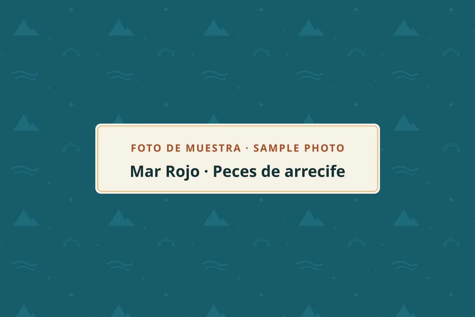 Foto de muestra: peces de arrecife en el Mar Rojo